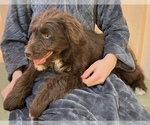 Small Photo #6 Border Collie-Goldendoodle Mix Puppy For Sale in HILLSBORO, WI, USA