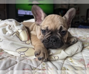 French Bulldog Puppy for sale in OJAI, CA, USA