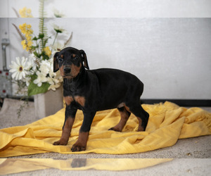 Medium Doberman Pinscher
