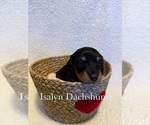 Puppy Canneloni Dachshund