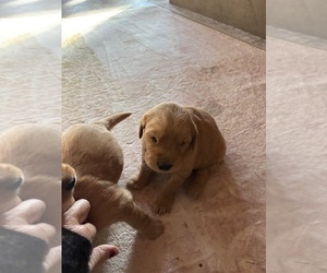 Golden Retriever Puppy for sale in GARDEN VALLEY, CA, USA