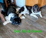 Small Photo #6 Newfoundland Puppy For Sale in LAS VEGAS, NV, USA