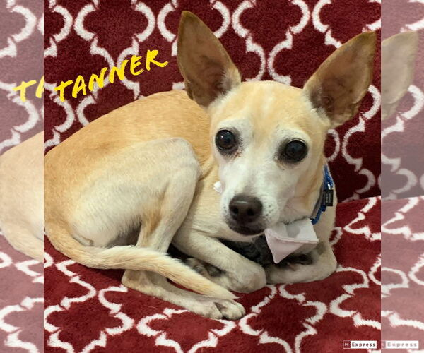 Medium Photo #2 Chihuahua-Unknown Mix Puppy For Sale in Oakhurst, NJ, USA