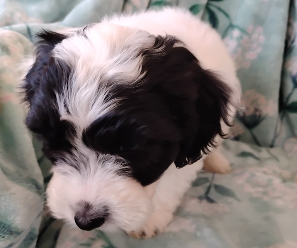 Medium Photo #4 Cockapoo (Miniature) Puppy For Sale in FITZGERALD, GA, USA