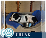 Small #5 American Bulldog Mix