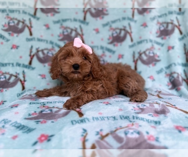Medium Photo #4 Cockapoo (Miniature) Puppy For Sale in LAKELAND, FL, USA