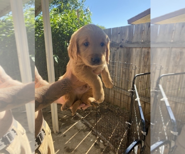 Medium Photo #5 Golden Retriever Puppy For Sale in SAN MARCOS, CA, USA