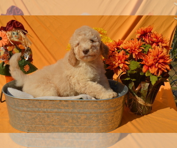 Medium Photo #5 Poodle (Standard) Puppy For Sale in COVINGTON, GA, USA