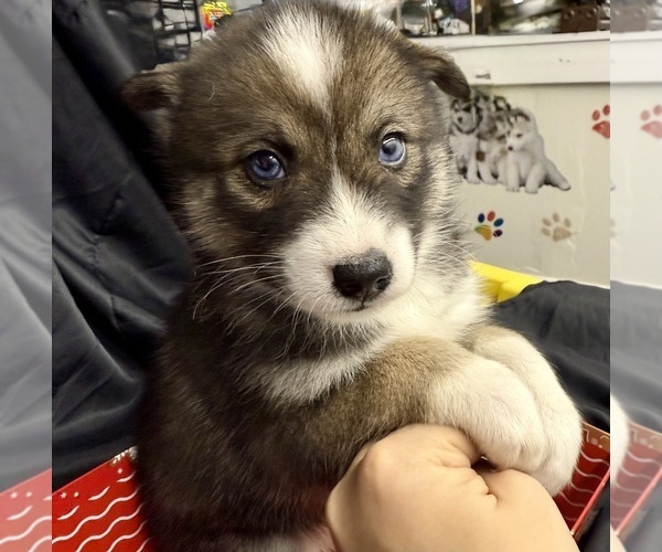 Medium Photo #9 Pomsky-Shiba Inu Mix Puppy For Sale in NASHUA, NH, USA