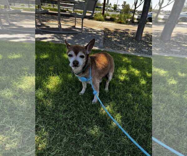 Medium Photo #7 Chihuahua-Unknown Mix Puppy For Sale in Tempe , AZ, USA