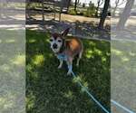 Small #6 Chihuahua Mix