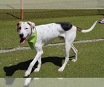 Small #5 Beagle Mix