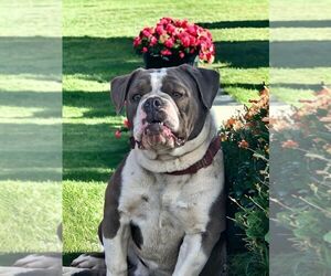 Father of the Olde English Bulldogge puppies born on 08/21/2026