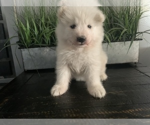 Samoyed Puppy for sale in SAN BERNARDINO, CA, USA