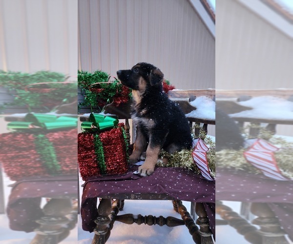 Medium Photo #4 German Shepherd Dog Puppy For Sale in GREENWOOD, WI, USA