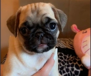 Pug Puppy for sale in ADRIAN, MI, USA