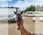 Small Photo #3 French Bulldog Puppy For Sale in RIVERBANK, CA, USA