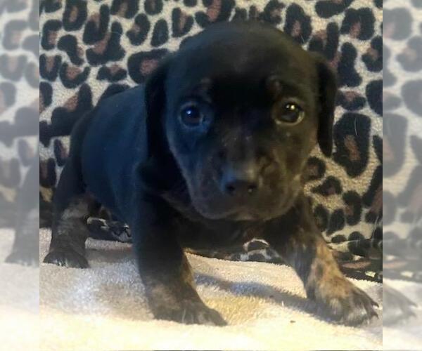 Medium Photo #4 Dachshund-Unknown Mix Puppy For Sale in Los Angeles, CA, USA