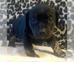 Small #3 Dachshund Mix