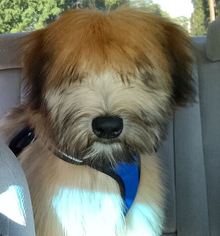 Soft Coated Wheaten Terrier Puppy for sale in HUNTSVILLE, AL, USA