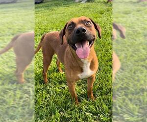 Labrador Retriever-Staffordshire Bull Terrier Mix Dogs for adoption in Rosenberg, TX, USA