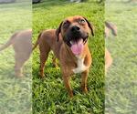 Small Labrador Retriever-Staffordshire Bull Terrier Mix