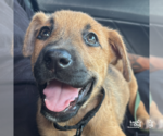 Small #3 Mutt