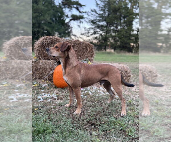 Medium Photo #4 Beagle-Unknown Mix Puppy For Sale in Conway, AR, USA