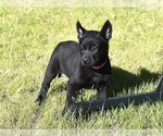 Small Belgian Malinois