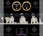 Small #6 Cavapoo
