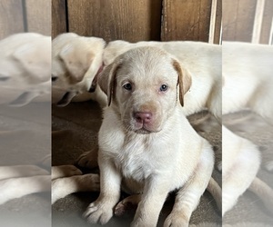 Labrador Retriever Puppy for Sale in AIKEN, South Carolina USA