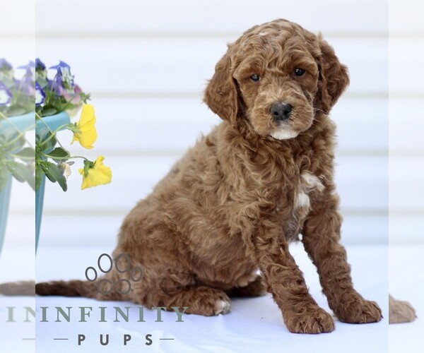 Medium Photo #4 Goldendoodle (Miniature) Puppy For Sale in RONKS, PA, USA