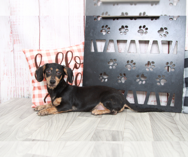 Medium Photo #1 Chiweenie Puppy For Sale in MARIETTA, GA, USA