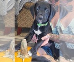 Small Photo #1 Boxador Puppy For Sale in COQUILLE, OR, USA