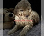 Small Photo #11 Goldendoodle Puppy For Sale in CROTON, MI, USA