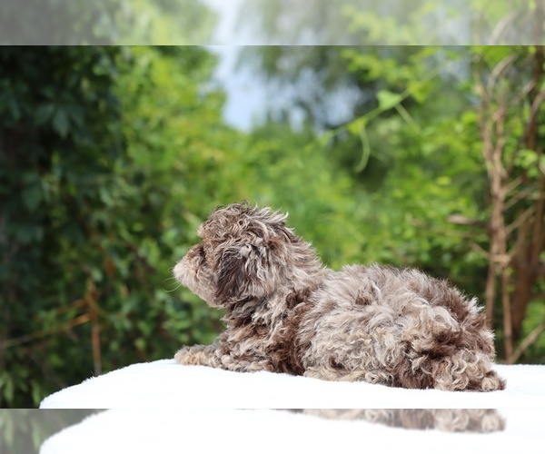 Medium Photo #15 ShihPoo Puppy For Sale in DYERSBURG, TN, USA