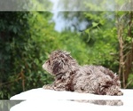 Small #14 ShihPoo