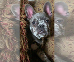 Small Photo #11 French Bulldog Puppy For Sale in BUSHKILL, PA, USA