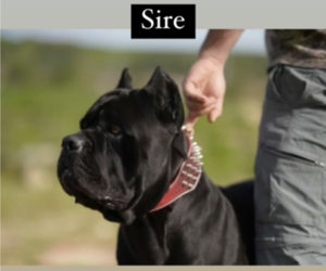 Cane Corso Puppy for Sale in SYLMAR, California USA