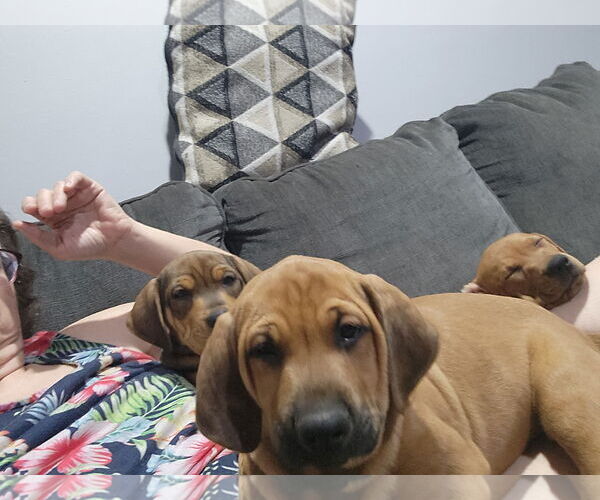 Medium Photo #4 Mutt Puppy For Sale in Plainfield, IL, USA