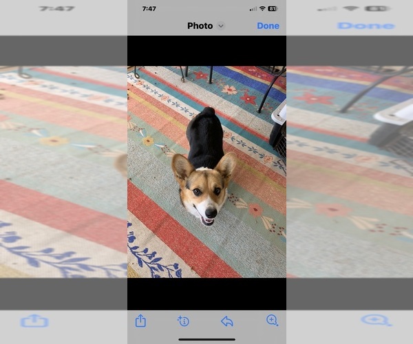 Medium Photo #1 Pembroke Welsh Corgi Puppy For Sale in POST, TX, USA