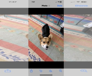 Mother of the Pembroke Welsh Corgi puppies born on 03/18/2025
