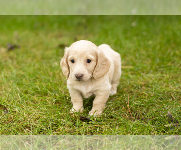 Medium Photo #11 Dachshund Puppy For Sale in MILFORD, IN, USA