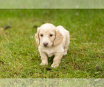 Small Photo #11 Dachshund Puppy For Sale in MILFORD, IN, USA