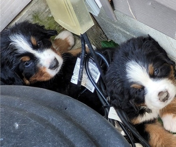 Medium Photo #5 Bernese Mountain Dog Puppy For Sale in LANSING, MI, USA