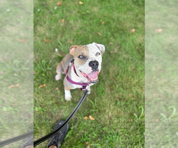 Medium Photo #4 American Bulldog-American Staffordshire Terrier Mix Puppy For Sale in Lawrenceville, NJ, USA