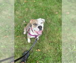 Small #3 American Bulldog-American Staffordshire Terrier Mix