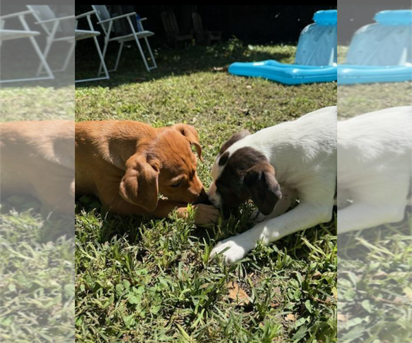 Medium Photo #11 Mutt Puppy For Sale in Holly Springs, NC, USA