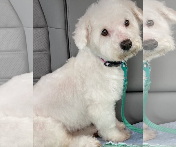 Medium Photo #5 Bichon Frise-Unknown Mix Puppy For Sale in Rootstown, OH, USA