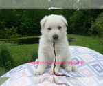 Small #3 German Shepherd Dog